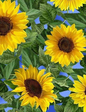 C1132.Sky Large Leafy Sunflowers