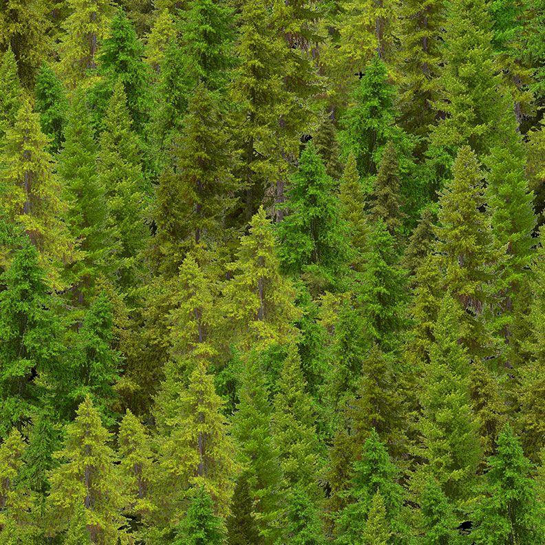 CD3831 Forest Evergreen