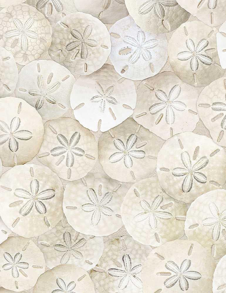 CD8461 Sand Packed Sand Dollars on Beach