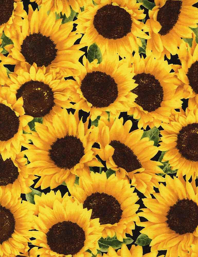C5253 Packed Sunflowers